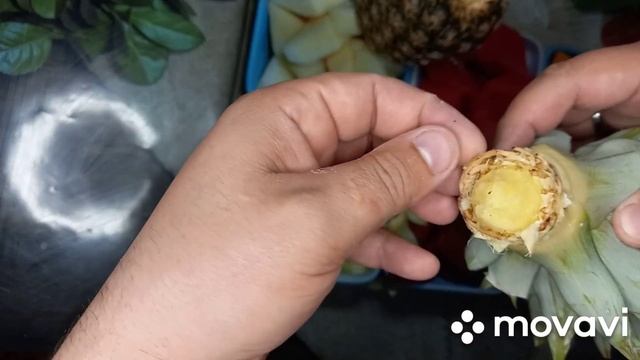 КАК ПРОРАСТИТЬ АНАНАС. АНАНАС НА ПОДОКОННИКЕ. УКОРЕНЕНИЕ АНАНАСА. АНАНАС В ДОМАШНИХ УСЛОВИЯХ. смотреть онлайн