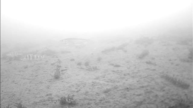 В поисках ХАРИУСА ( подводная КАМЕРА ЯЗЬ 52) смотреть онлайн