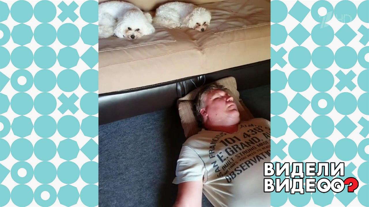 Мальтипу отдыхают на хозяйском диване. Видели видео? Фрагмент выпуска от 16.02.2020