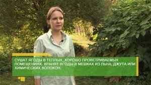 ОСЕННИЕ ЯГОДЫ. Рябина, калина, шиповник, боярышник. Когда собирать, как хранить и готовить отвар.