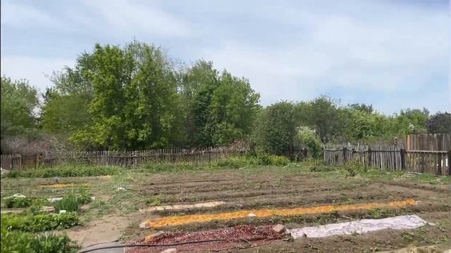 Дача #13. Высадка рассады #дача #дачныйвлог #дачныйучасток #дачныедела #павлодар