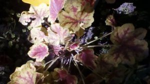 Обзор с названием первых 12 ГЕЙХЕР,старые и новые посадки.Названия под видео. #гейхеры #начало #июн