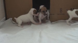 Щенки джек рассел впервые выходят из родного гнезда