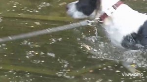 СТАФФОРДШИРСКИЙ ТЕРЬЕР В РЕКЕ