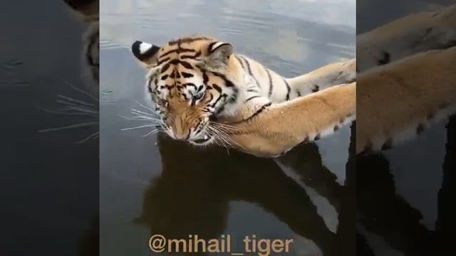 ТИГР И СОБАКА АЛАБАЙ - TIGER AND DOG ALABAI #Shorts