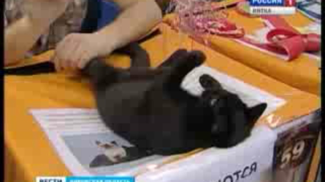 Выставка кошек(www.gtrk-vyatka.ru)