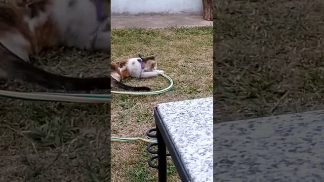 Cat Кошки Котята Коты #Shorts 1437.mp4