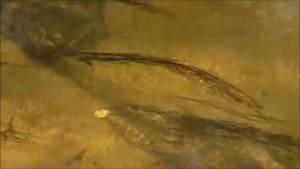 "Я ПРИШЛЮ ТЕБЕ ОСЕНЬ" Музыка ИОСИФ КОБРИН, стихи НАДЕЖДА КАПОШКО, исполняет ГЕОРГИЙ ЧЕРНОГОРОВ