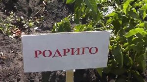 Испытание 5 сортов картофеля