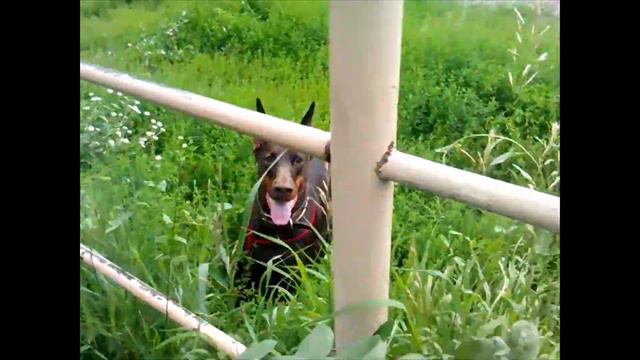 доберман на прогулке бегает по команде смотреть онлайн