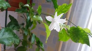 Жасмин Самбак