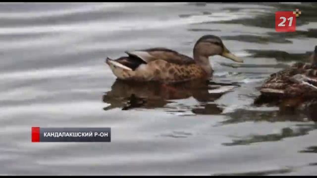 Утка из Кандалакшского заповедника упорством покорила пользователей сети смотреть онлайн