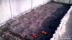 Томаты под зиму в теплице