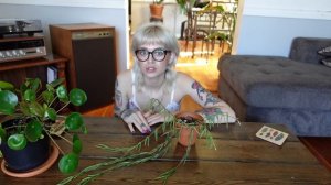 Hoya Linearis Care Guide