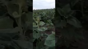 Кондитерский подсолнечник Лакомка в Херсонской области  Поставщик АВС Стандарт 0675605115 095779788