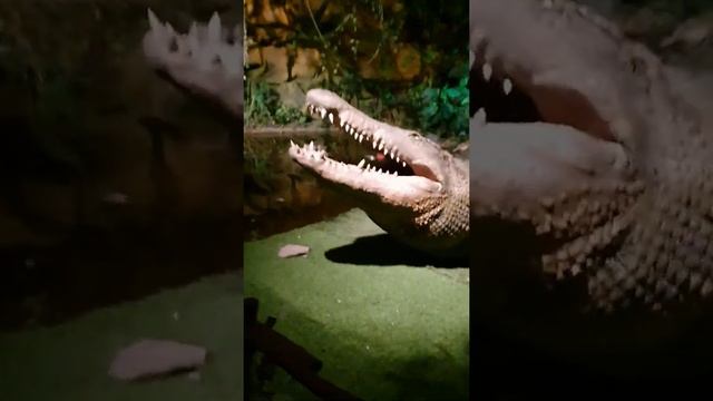 на память Астана Океанариум «Ailand» Развлекательный центр «Думан» (Астана, смотреть онлайн