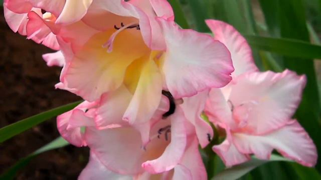 gladiolus 'n bee смотреть онлайн