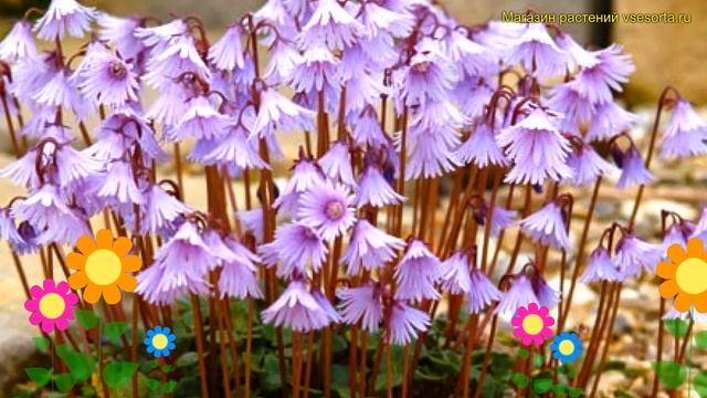 Сольданелла гибридная Спринг Симфони. Краткий обзор, описание soldanella pusilla Spring Symphony