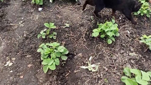 Вторая обработка клубники сорт Елизавета на грунте. смотреть онлайн