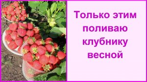 Чем подкормить клубнику для хорошего урожая! Большой урожай клубники гарантирован!