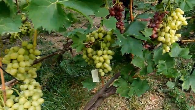 Виноград Аркадия . Урожай 2020 . смотреть онлайн