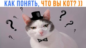 КАК ПОНЯТЬ, ЧТО ВЫ КОТ? ))) | Приколы с котами | Мемозг 1427