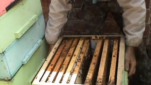 Налет на матку, как способ вывода из роевого состояния.
