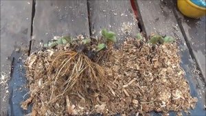 Супер упаковка саженцев клубники ЗКС и ОКС.Отправка Почтой