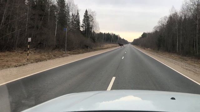 Лоси бегают смотреть онлайн