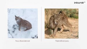 09 Понятие как форма мышления   Информатика 6 класс #9   Инфоурок