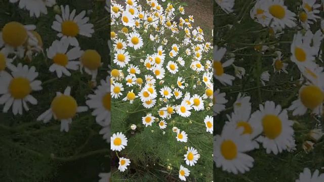 25 июня 2023 г.#настроение #абросимовасветлана#лето#цветы#ромашки#июнь смотреть онлайн