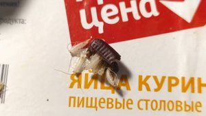 Новорождённые туркменские тараканы