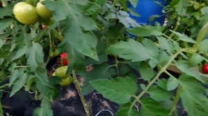 Самая рабочая схема подкормки томатов!