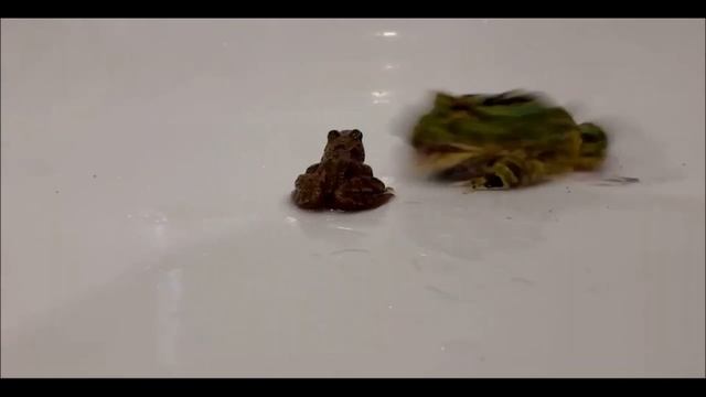 Самые огромные лягушки в мире! Монстры смотреть онлайн