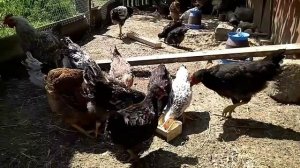 ЦЫПЛЯТА растут БЫСТРО. Кабачок и кукурузная крупа уходят на УРА))