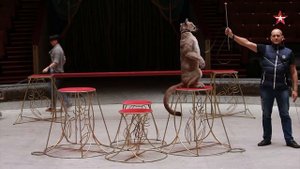 «Легенды цирка с Эдгардом Запашным» — Дрессировщики пум Исайчевы.