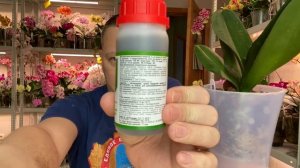 для орхидеи КАПРИЗНОЙ новое двойное средство: стимулятор орхидеи и защита от болезней СИЛИПЛАНТ