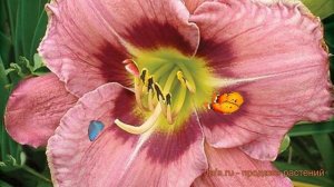 Лилейник гибридный Олвейз Афтенун ? обзор: как сажать, луковицы лилейника Олвейз Афтенун