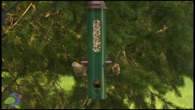 Железная кормушка для диких птиц от Perky Pet® Seed Bunker с отличной защитой от белок смотреть онлайн