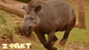 Изучаем диких животных с детьми.  Тапир.  Интересные факты о Тапире.