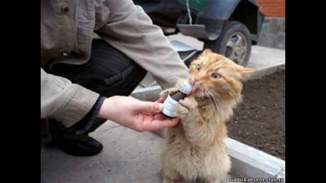 ну очень смешные картинки #4 смотреть онлайн