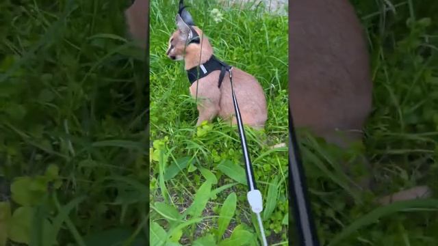 Каракал Честер на прогулке☺️