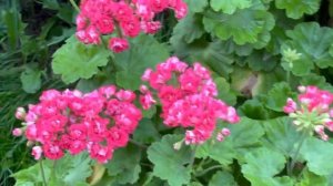 Стандартные розебудные пеларгонии, цветение и жара
