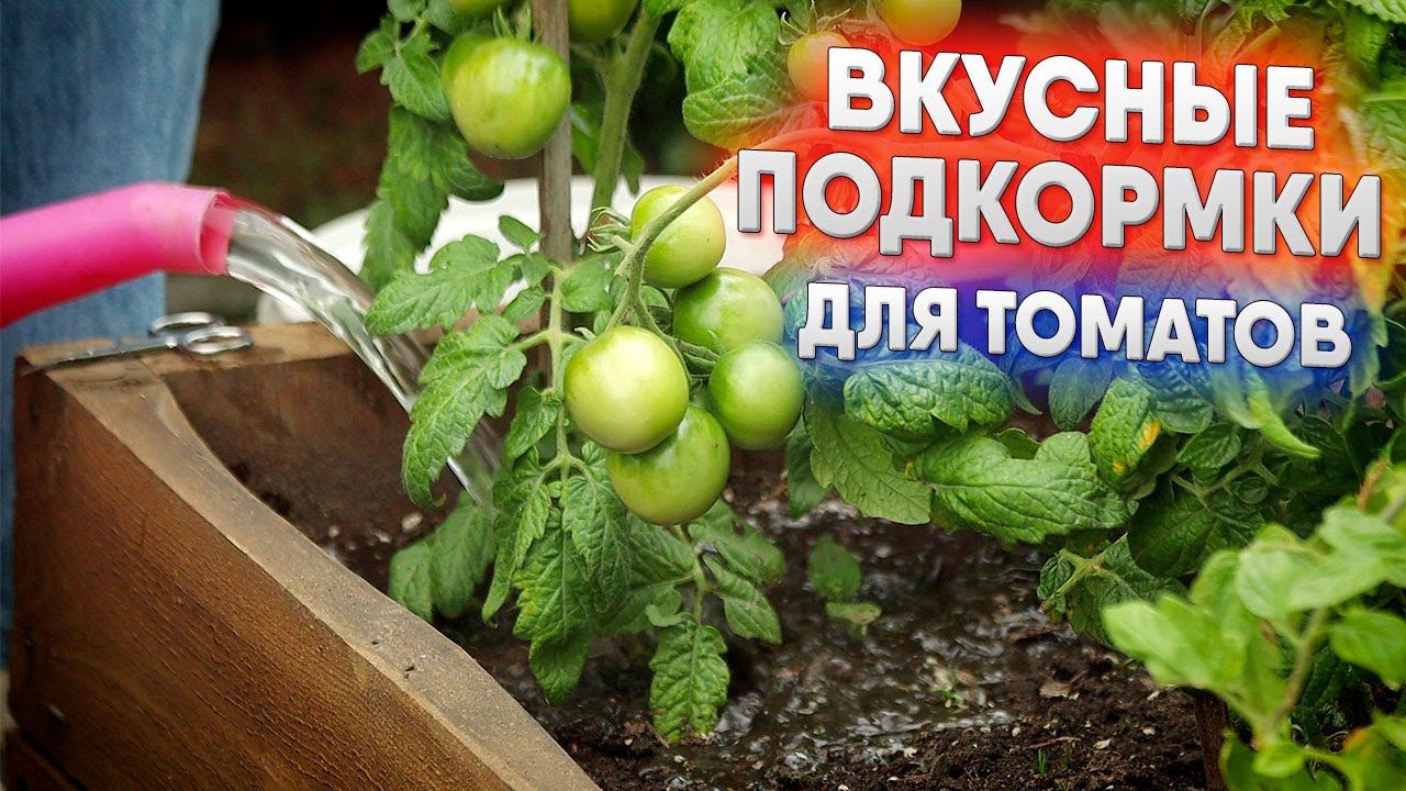 Вкусные подкормки для томатов