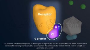 The Structure of Acetylcholine Receptors