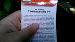 Огурец Гармония F1 не первый год испытан Якутией. Советую!