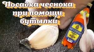 Посадка чеснока при помощи бутылки.  Быстро и легко!