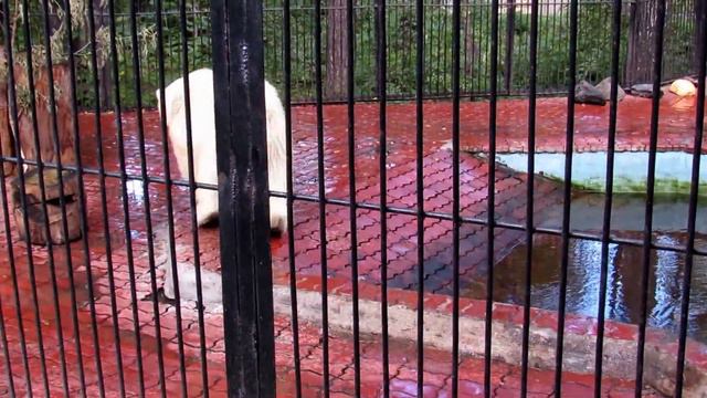 Утро Ростика 09.09.17г. Новосибирский зоопарк им.Р.А.Шило смотреть онлайн