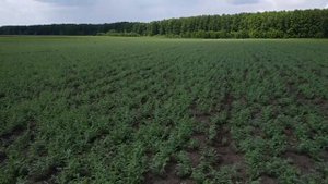 Посев и уборка канадского нута НОРЕ комбайном Нива.2019 год.