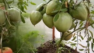 Любимые томаты в теплице  2019. Воловье сердце минусинское  любителям мясистых и  сладких .Часть 1.